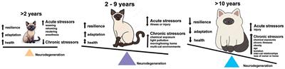 Stress and the domestic cat: have humans accidentally created an animal mimic of neurodegeneration?